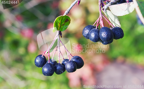 Image of Bunches of Chokeberry in Autumn Sunlight Close-up