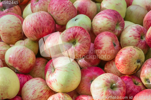 Image of Red and Yellow Fresh Ripe Apples Background