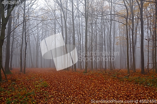 Image of Autumn Forest Fog