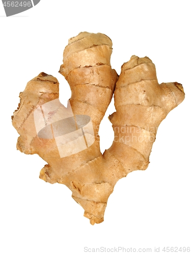 Image of Ginger root on white