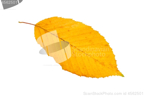 Image of Leaf on white