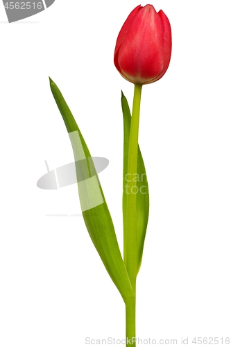 Image of Red tulip on white