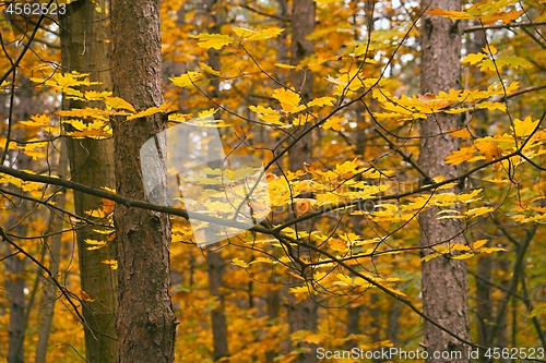 Image of Autumn forest fall colors