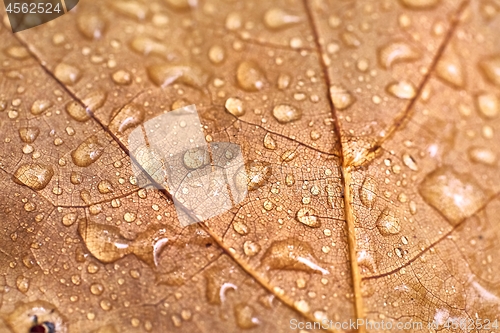 Image of Autumn leaf on ground with raindrops