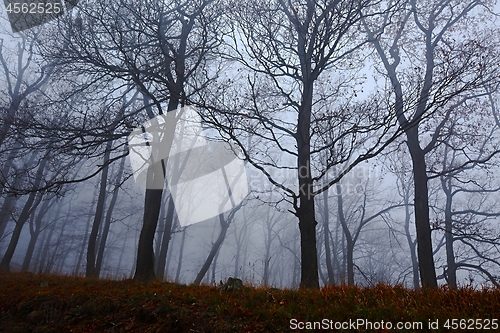 Image of Autumn Forest Fog