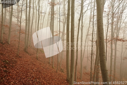 Image of Autumn Forest Fog