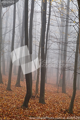 Image of Autumn forest mist