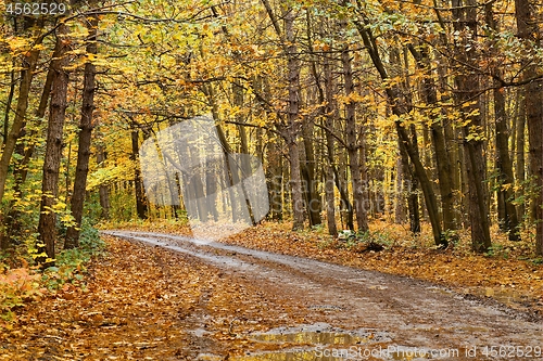 Image of Autumn forest path between trees