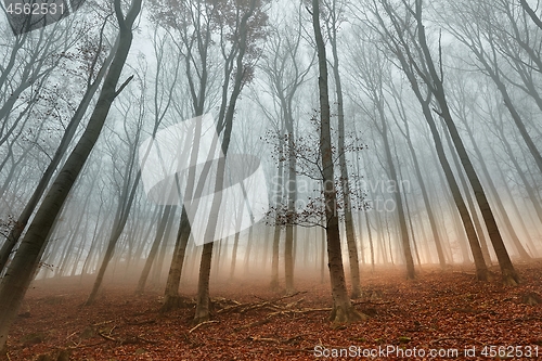 Image of Autumn Forest Fog