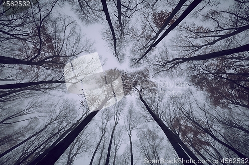 Image of Bare Autumn Forest