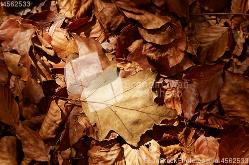 Image of Fallen autumn leaves