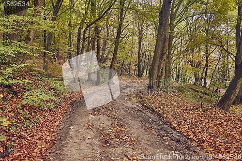 Image of Autumn forest path