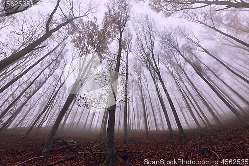 Image of Autumn Forest Fog