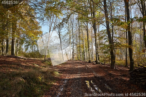 Image of Autumn forest path