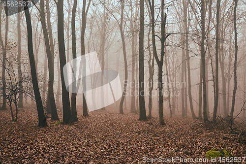 Image of Bare autumn forest fog