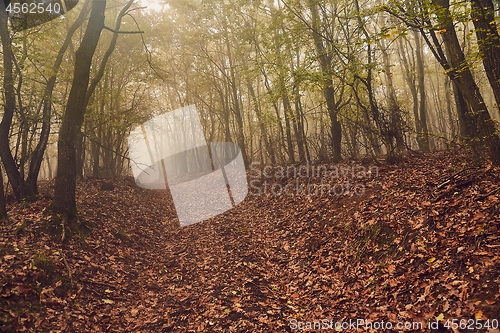 Image of Forest path in mist