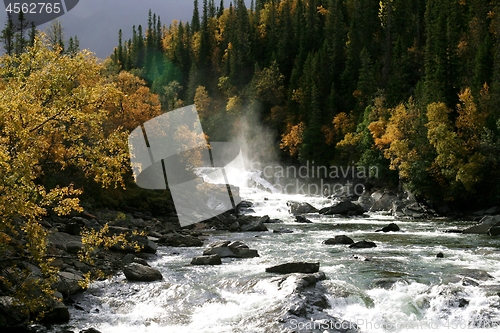 Image of Stream in a forest