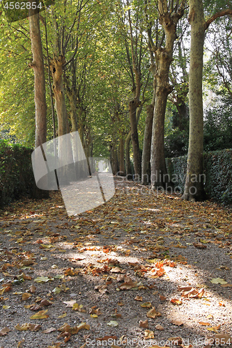 Image of Trees Tunnel
