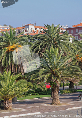 Image of Palms La Spezia