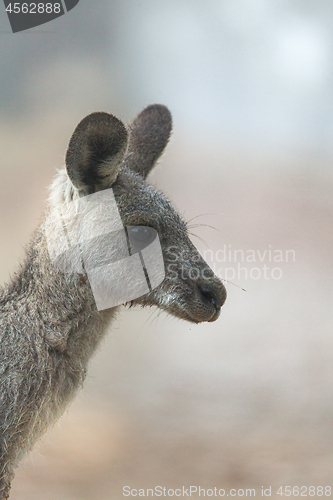 Image of Kangaroo in the fog of early morning