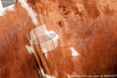 Image of brown cowhide background texture