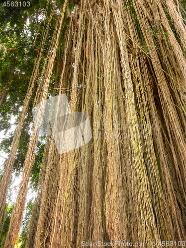 Image of Long trailing aerial or adventitious roots on tree