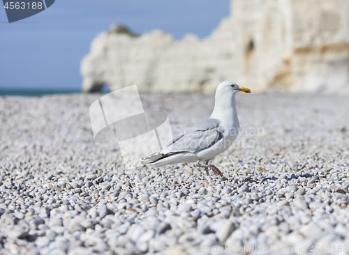 Image of Seagull on the Beach in Normandy