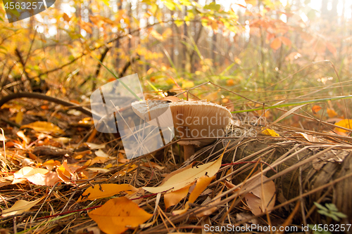 Image of Autumn mushrooms beauty