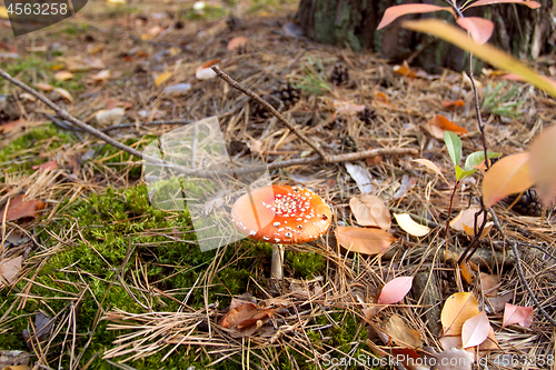 Image of Autumn mushrooms beauty