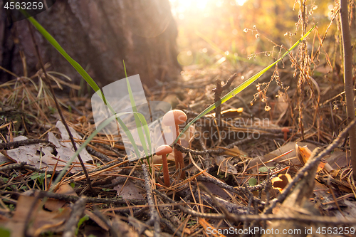 Image of Autumn mushrooms beauty