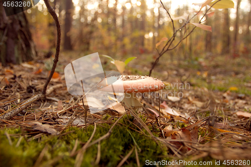 Image of Autumn mushrooms beauty