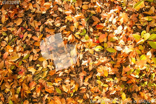 Image of Beautiful foliage carpet