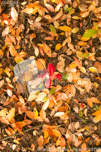 Image of Beautiful foliage carpet