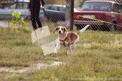 Image of Happy hound dog are running outdoors