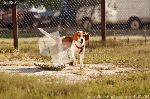 Image of Happy hound dog are running outdoors