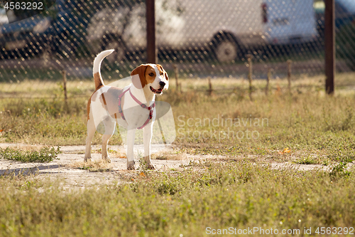 Image of Happy hound dog are running outdoors