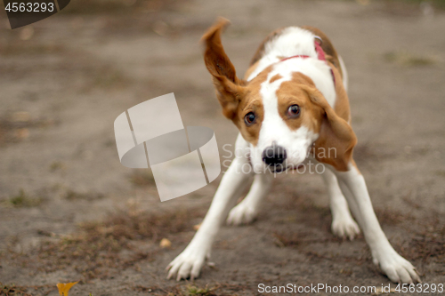 Image of Happy hound dog are running outdoors