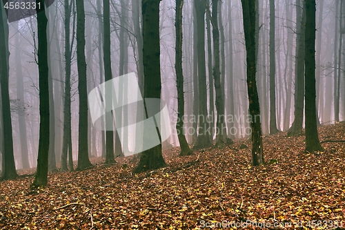 Image of Bare autumn forest fog