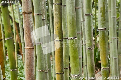 Image of Tall Bamboo Plants