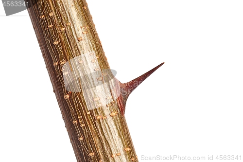 Image of Thorns of a plant