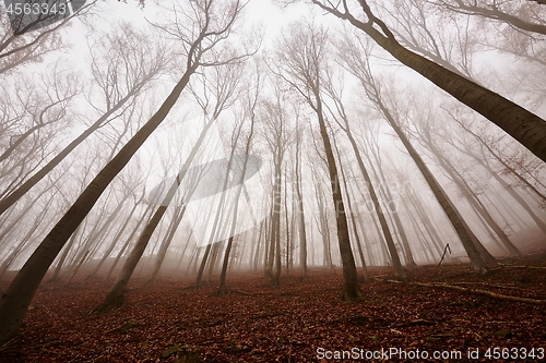 Image of Autumn Forest Fog