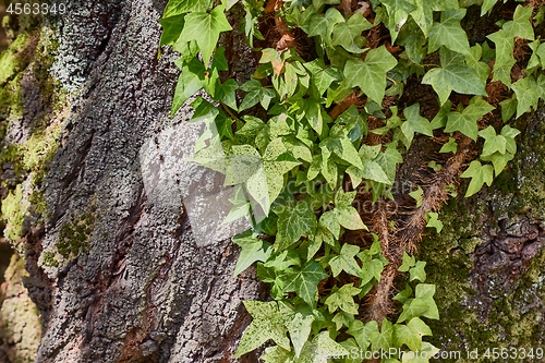 Image of Ivy Growinf on a tree