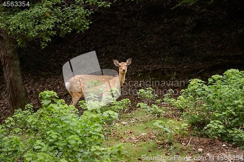 Image of Deer in the woods