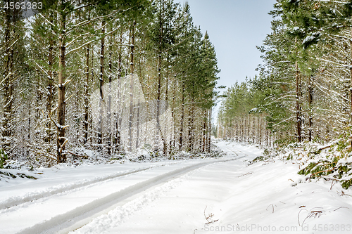 Image of Driving through pine forests on snow covered roads