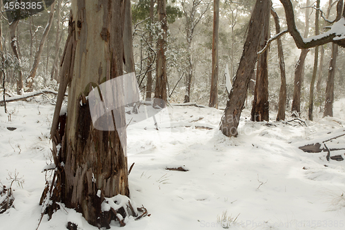 Image of Australian bushland covered in layers of snow