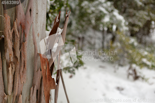 Image of Gum tree bark in a snowy Australian landscape