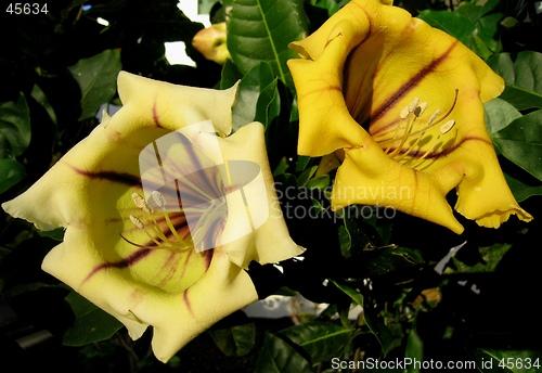 Image of Solandra Maxima