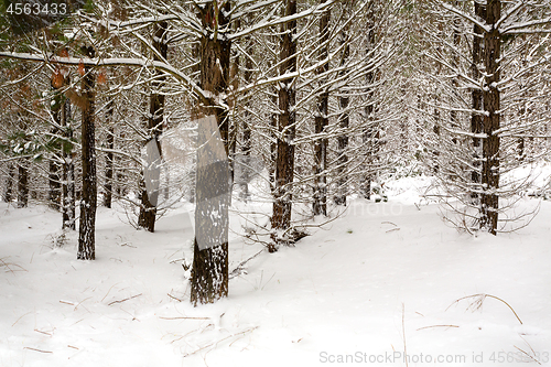 Image of Snow covered plantation pine forest