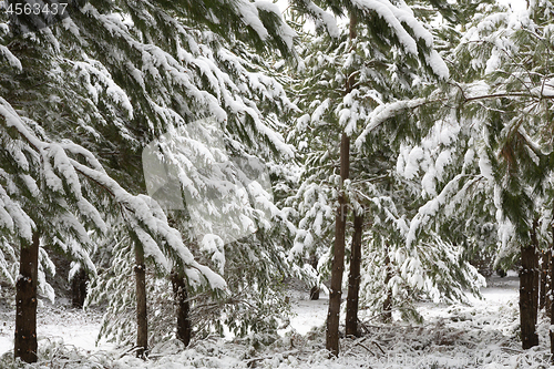 Image of Beautiful pine trees covered in a thick snow near Oberon in winter