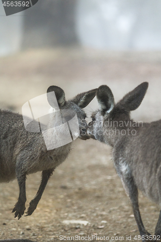 Image of Kissing kangaroos